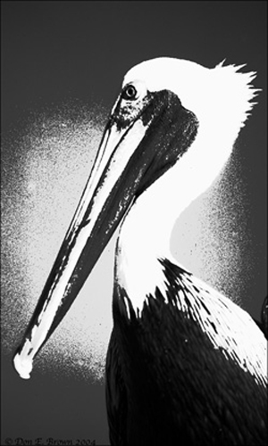 Pelican